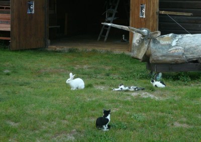 zwierzaki przed stodołą